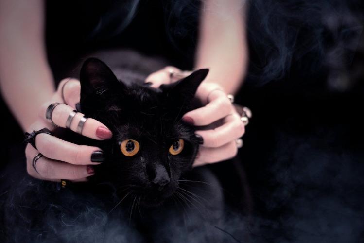 Ведьмы, пустырь и кот